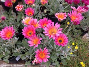 African Daisy