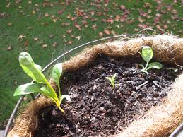 plant fertilizer