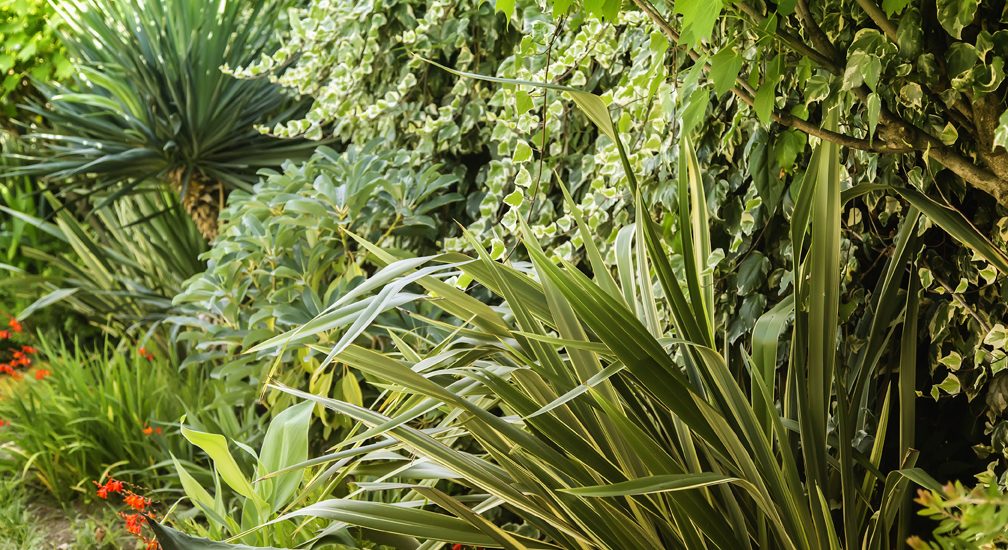 landscape-palms