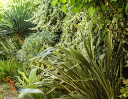 landscape-palms