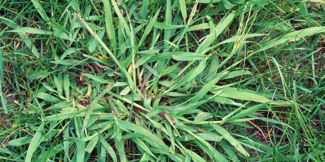 5 Common Grass Weeds in Texas