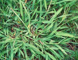 5 Common Grass Weeds in Texas
