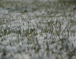 seeding-winter-grass