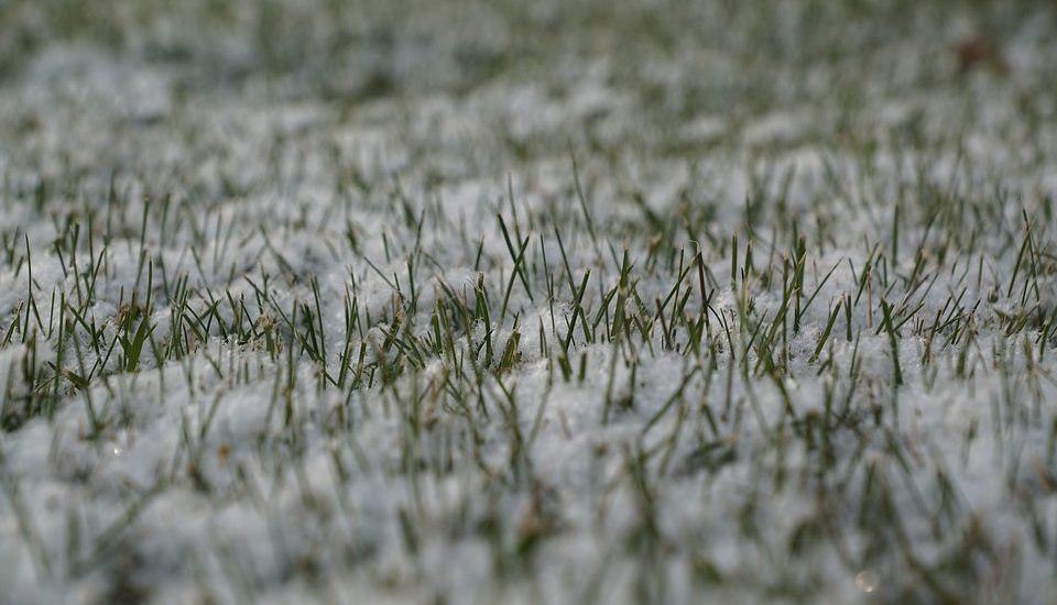 seeding-winter-grass