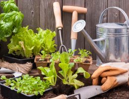 gardening tips