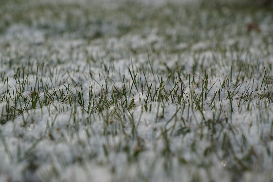 seeding-winter-grass