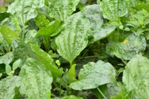 what are broadleaf weeds?