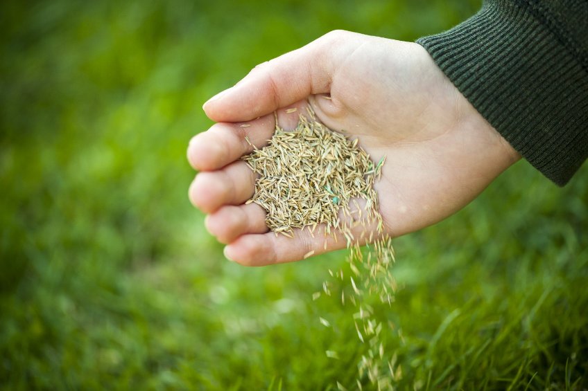 how to overseed lawn in fall